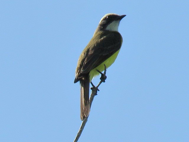 Social Flycatcher - ML651985628