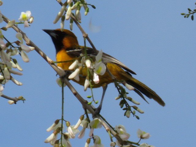Hooded Oriole - ML651985665