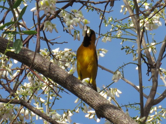 Hooded Oriole - ML651985687