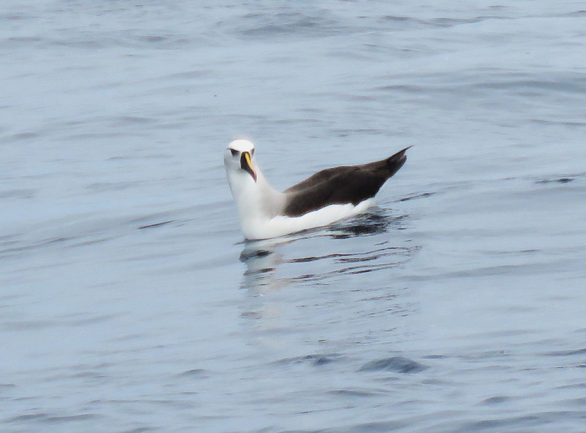 Atlantic Yellow-nosed Albatross - ML651985955