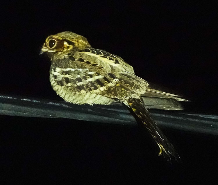 lelek indomalajský - ML651986024