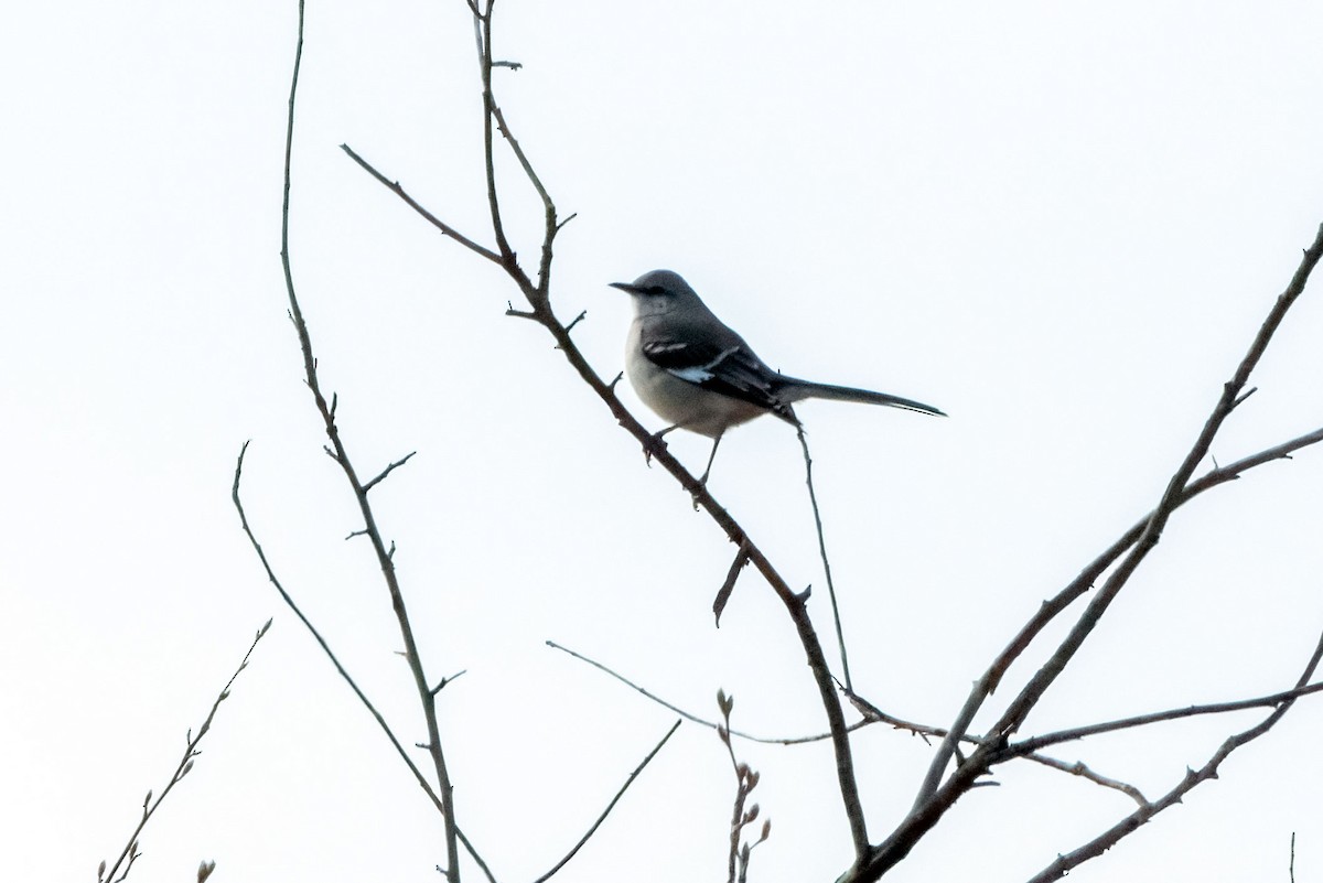 Northern Mockingbird - ML651986810