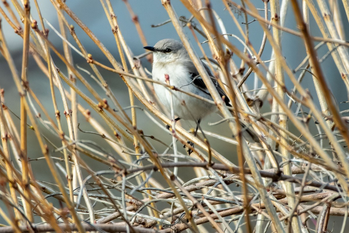 Northern Mockingbird - ML651986811