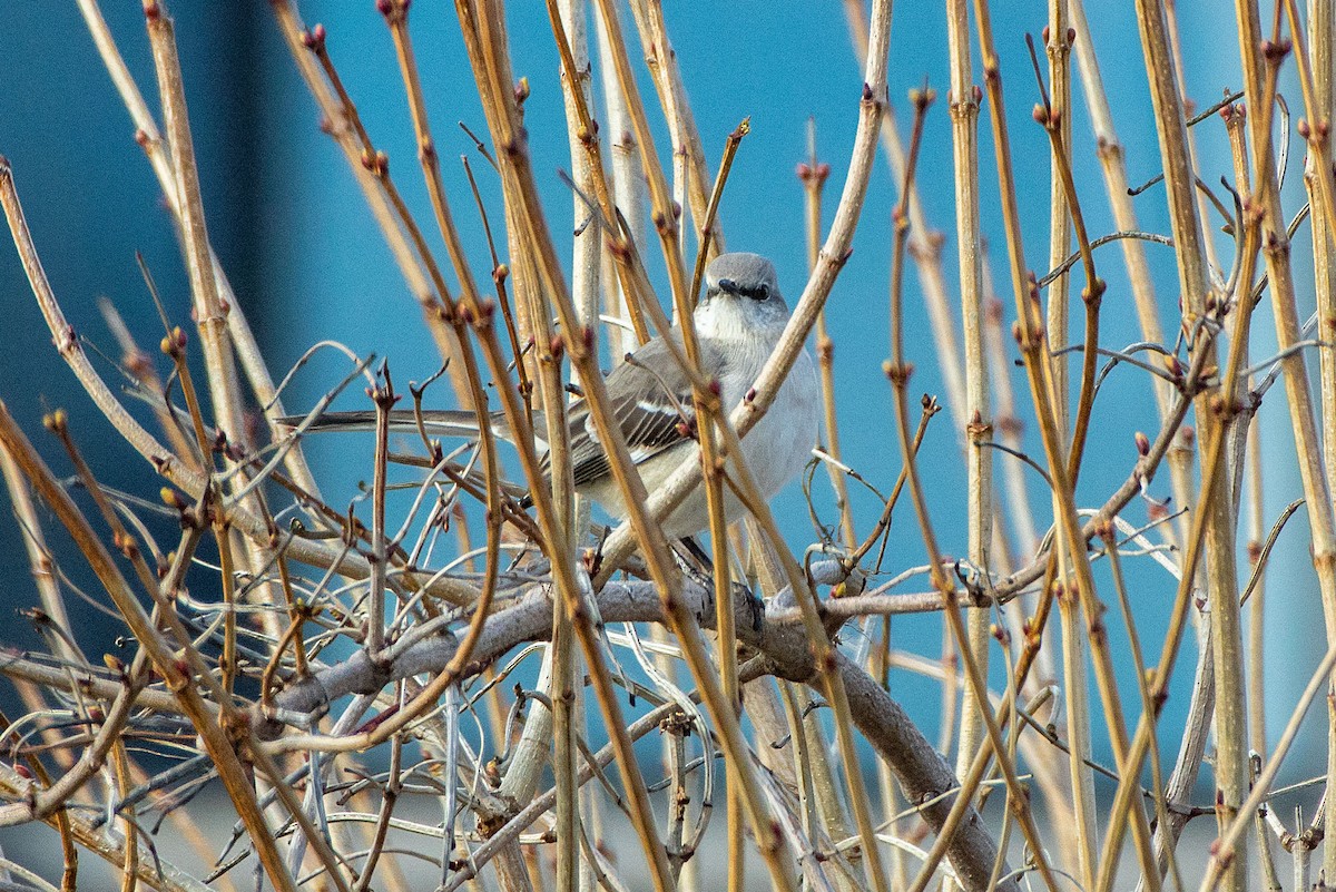 Northern Mockingbird - ML651986812