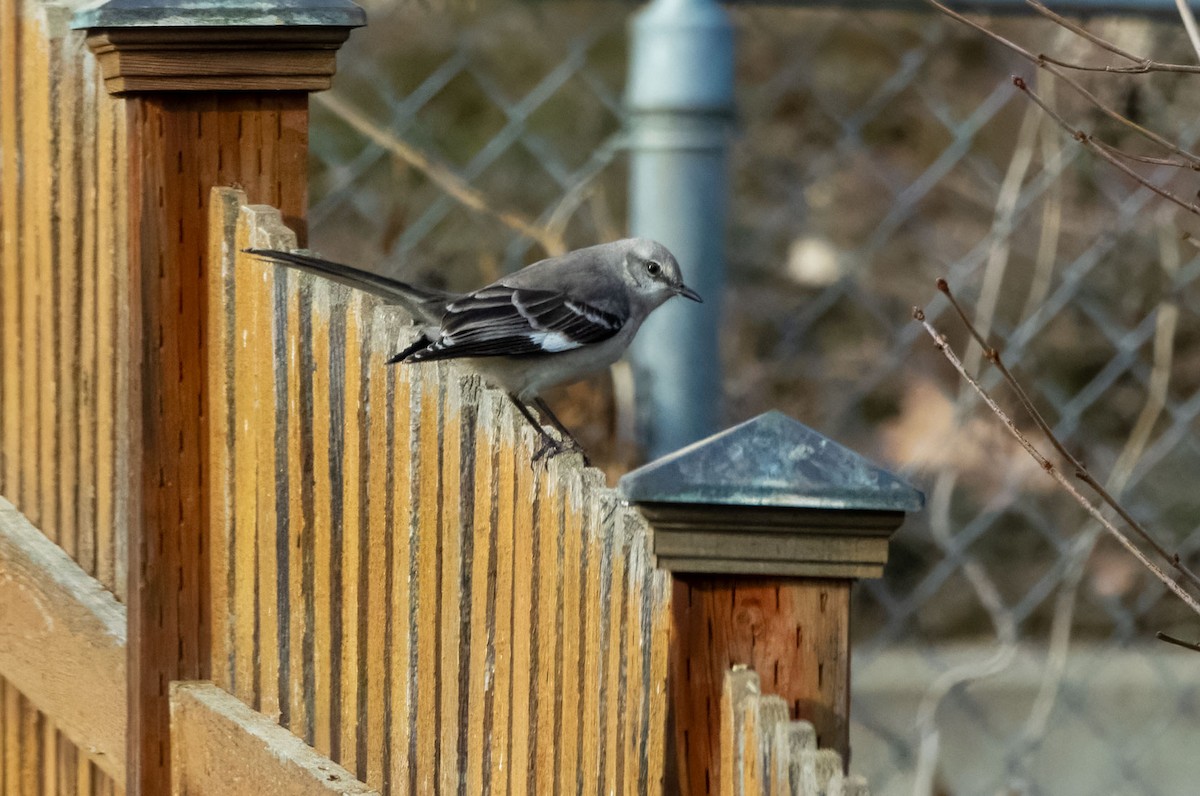 Northern Mockingbird - ML651986813