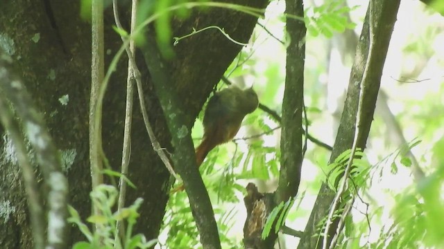 Zeytuni Tırmaşık - ML651987147