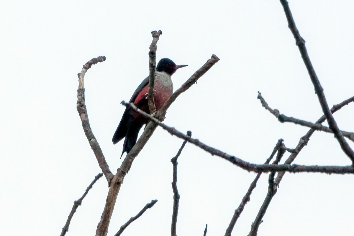 Lewis's Woodpecker - ML651987266
