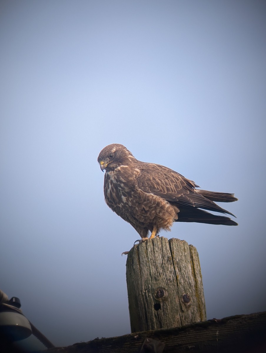 Swainson's Hawk - ML651987371