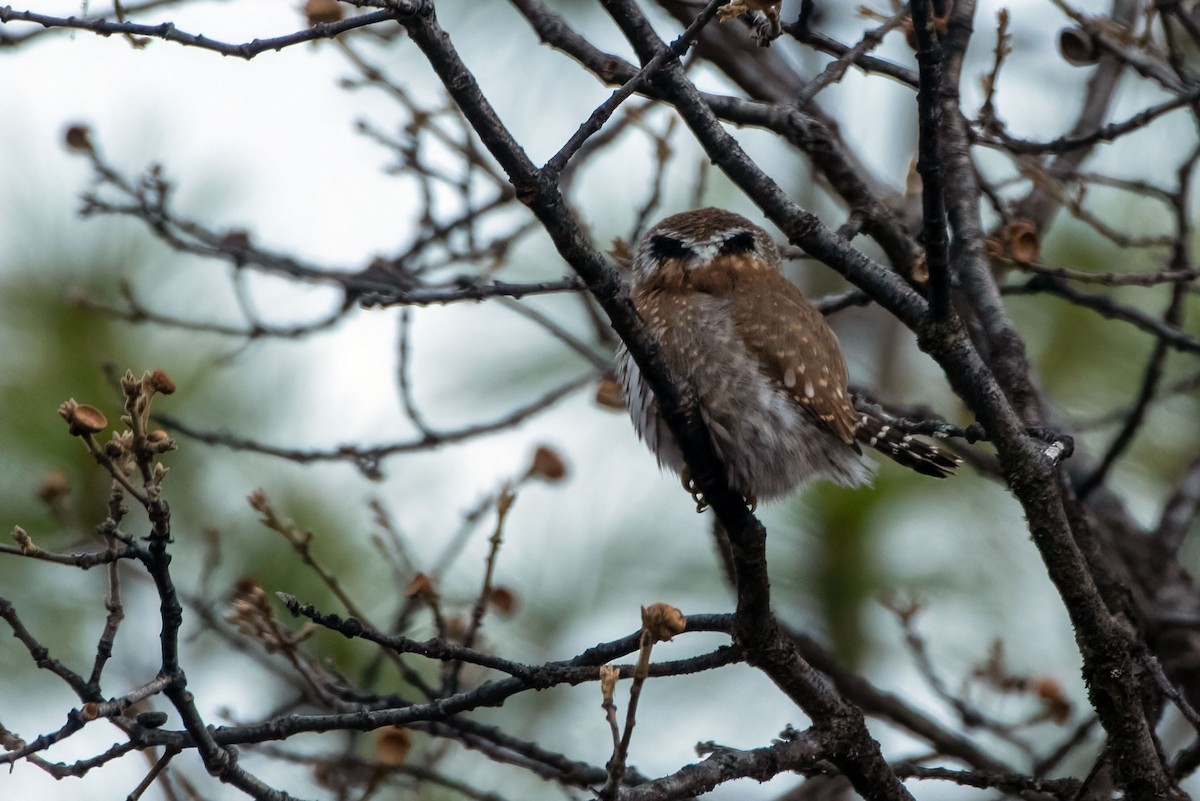 Northern Pygmy-Owl - ML651987423