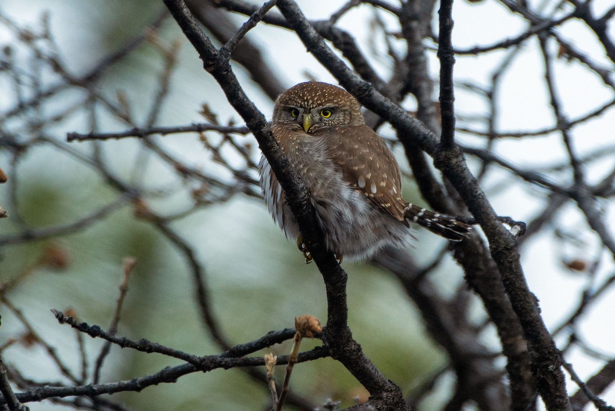 Northern Pygmy-Owl - ML651987424