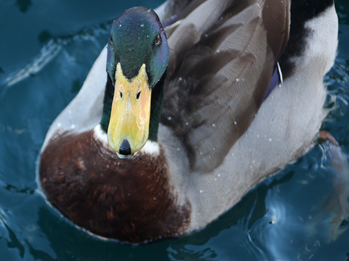 Mallard - ML651987585