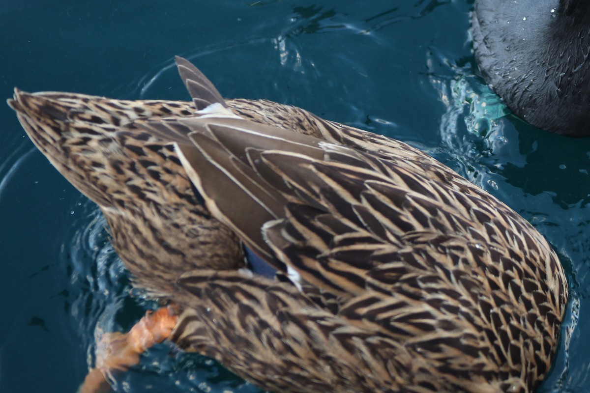 Mallard - ML651987586