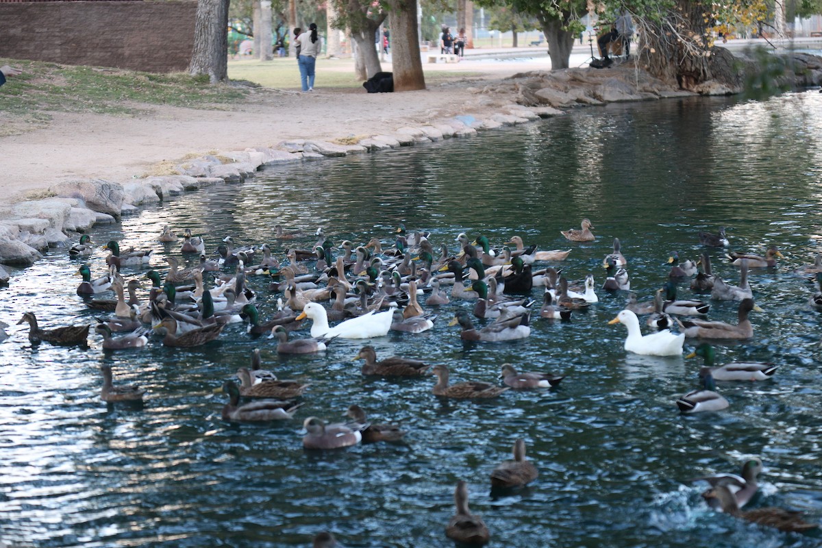 American Wigeon - ML651987591