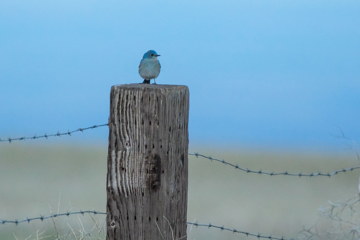 Mountain Bluebird - ML651987613