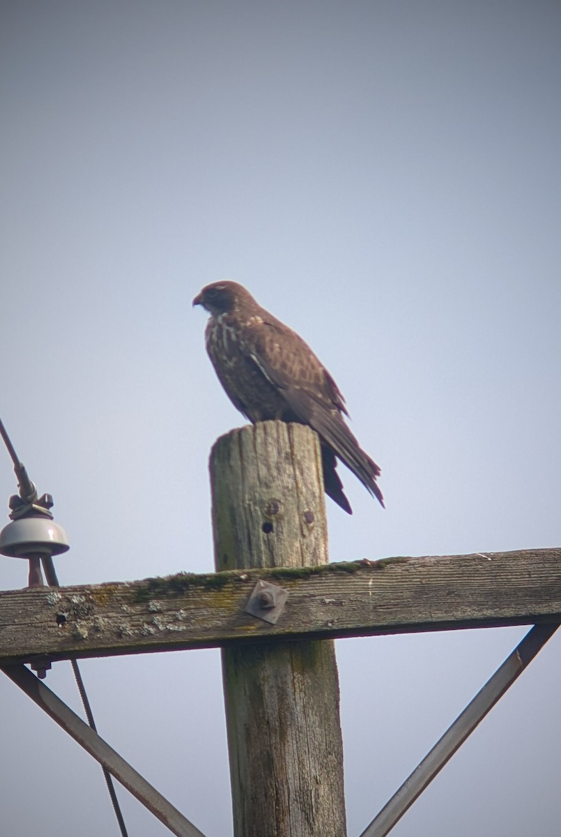 Swainson's Hawk - ML651987640