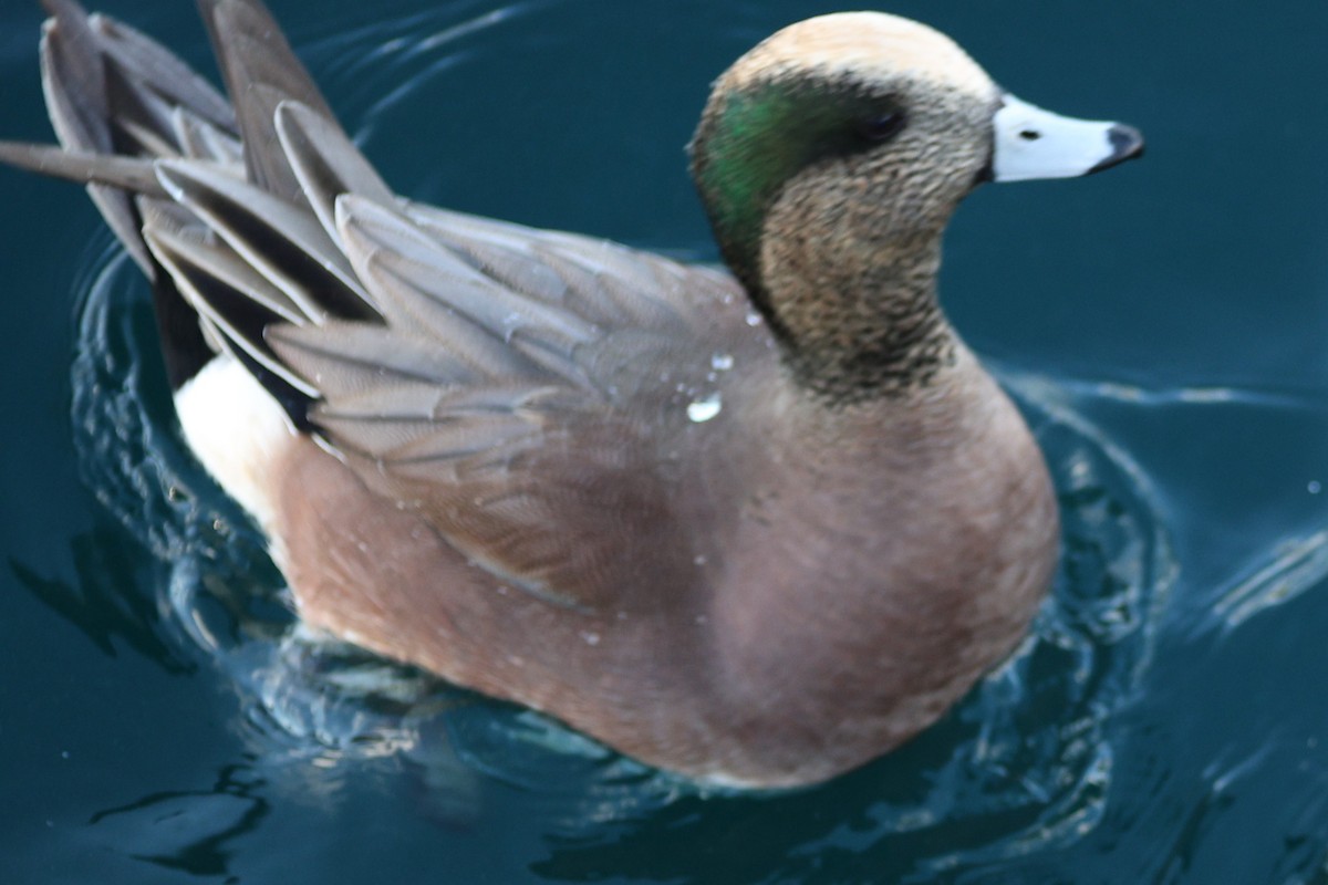 American Wigeon - ML651987647