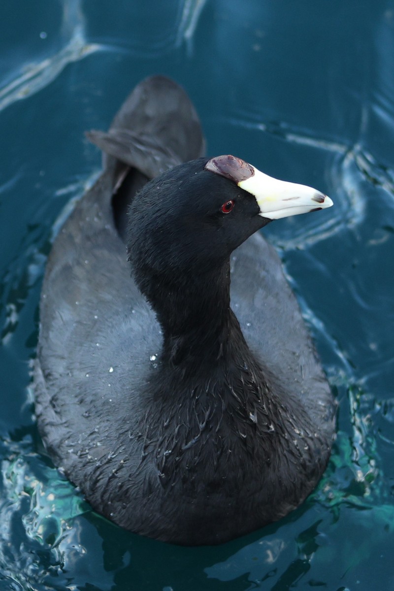 American Coot - ML651987656