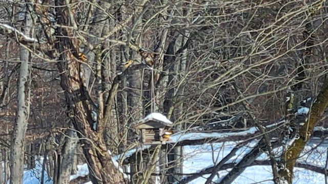 Evening Grosbeak - ML651988014