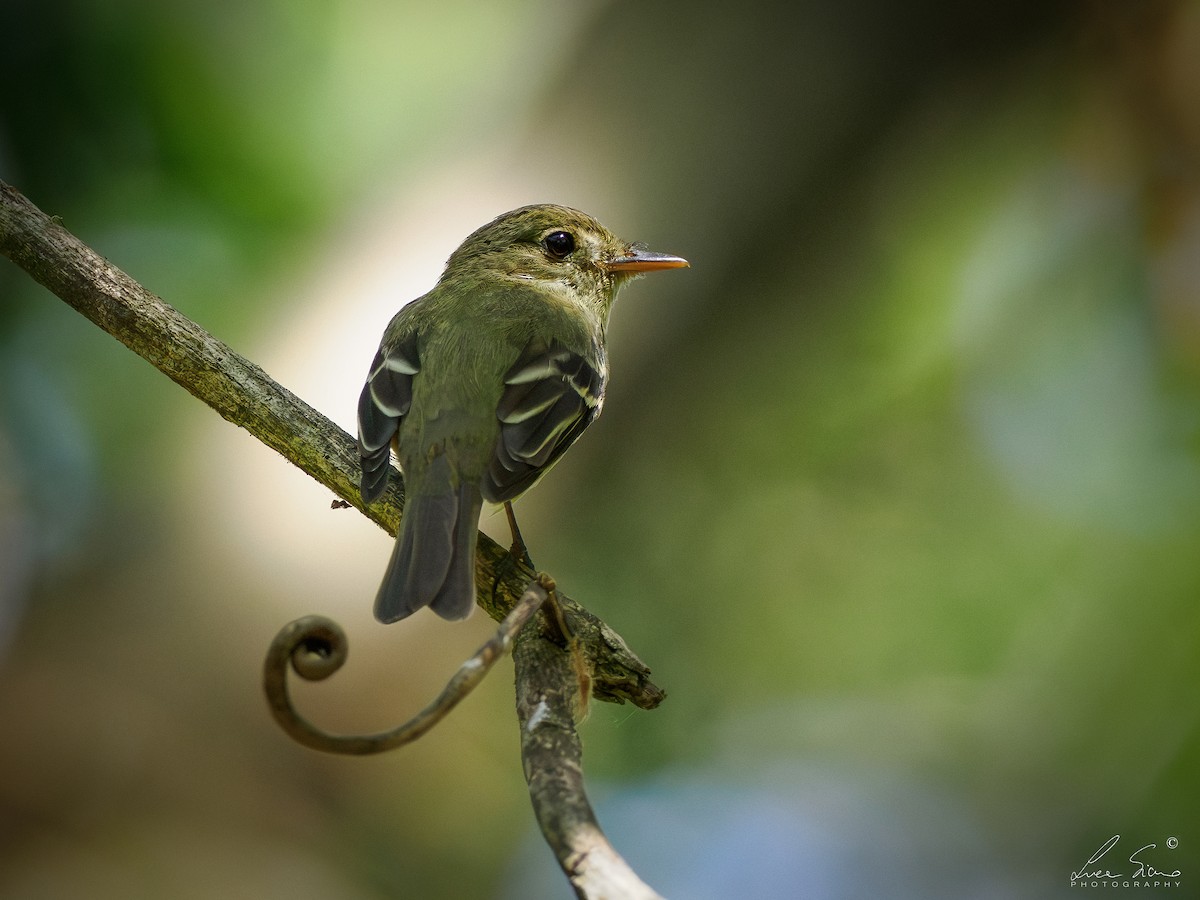 Желтобрюхий мухолов - ML651988217