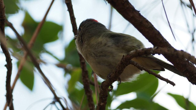 Ruby-crowned Kinglet - ML651988414