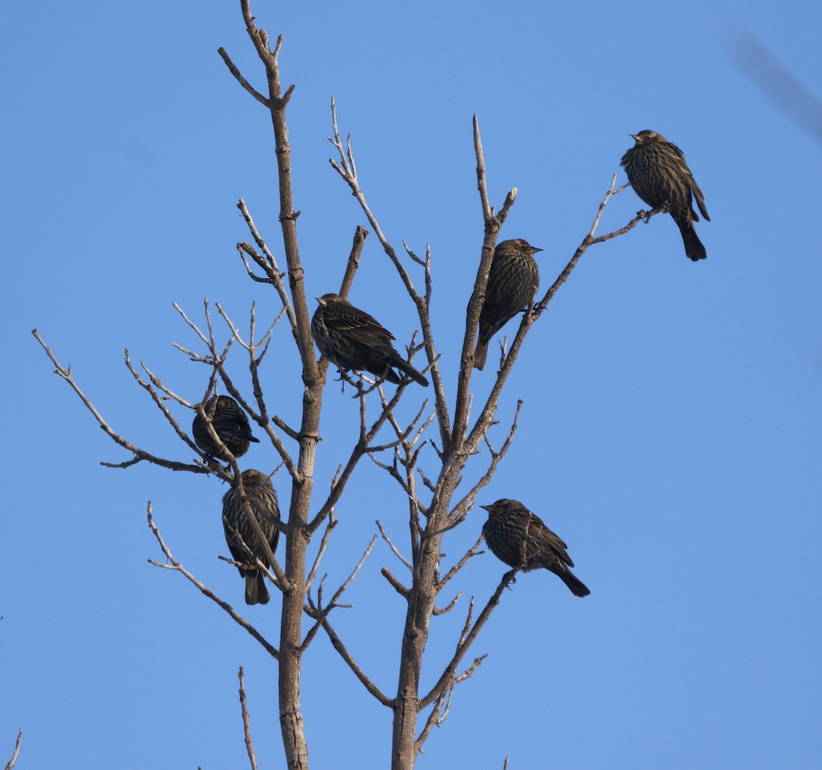 שחרורית אדומת-כנף - ML651989050