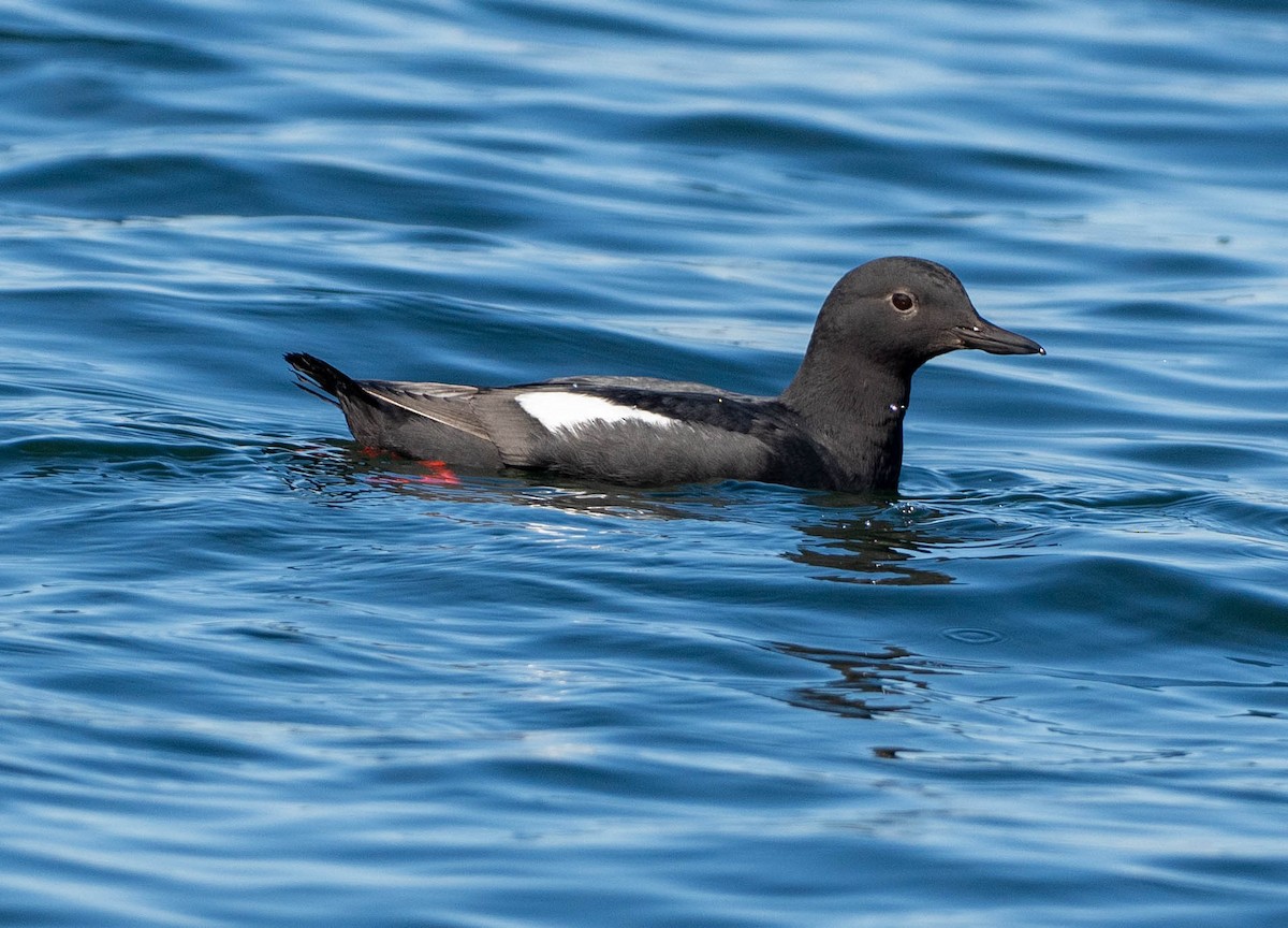 Taubenteiste - ML651990135