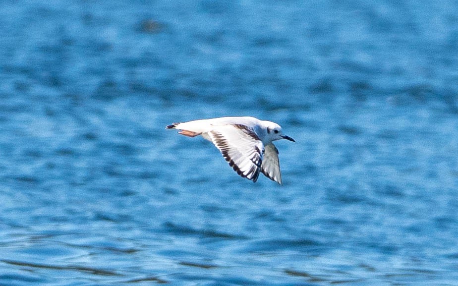 Bonapartemöwe - ML651990190