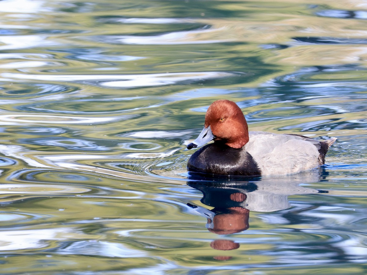 Redhead - ML651990200