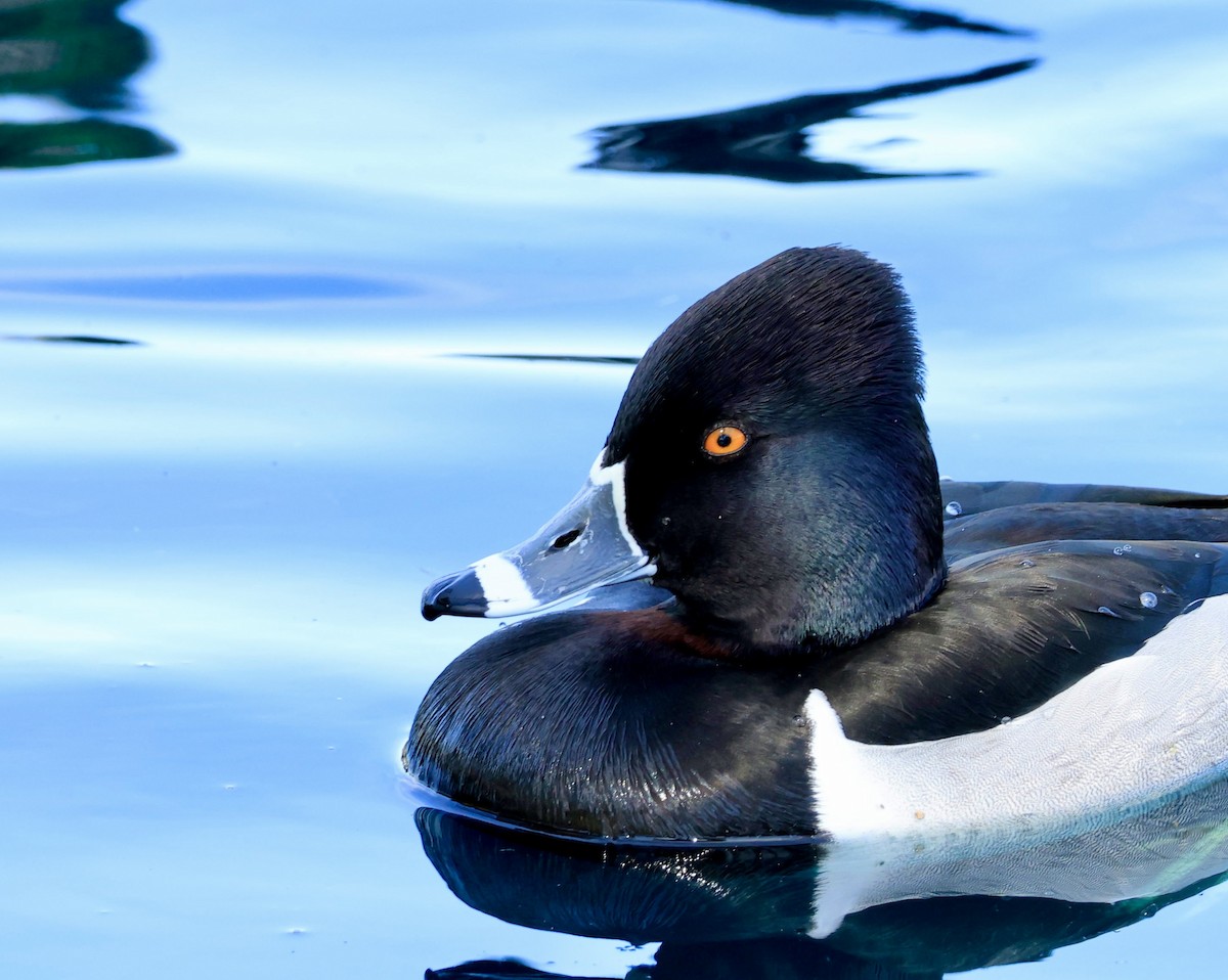 Ring-necked Duck - ML651990267