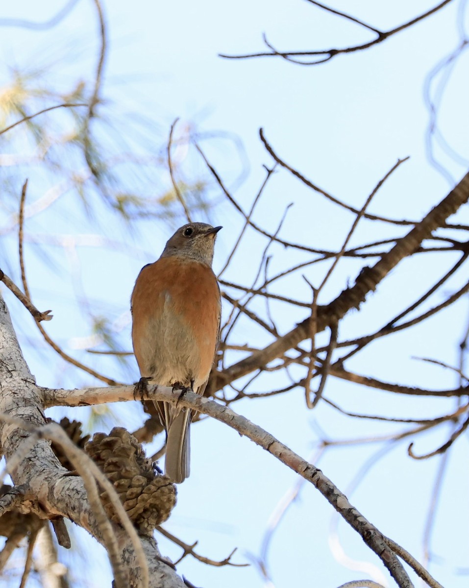 Western Bluebird - ML651990290