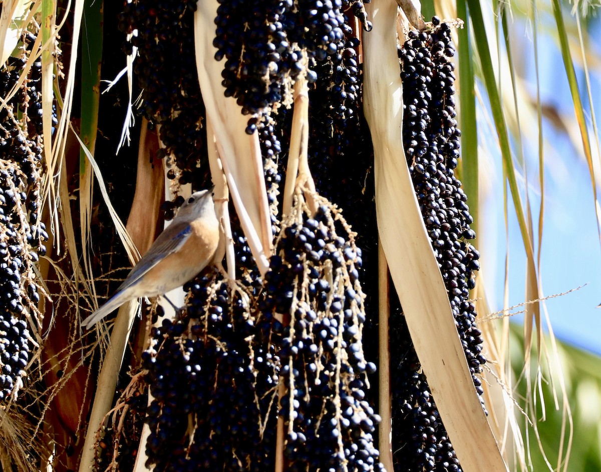 Western Bluebird - ML651990291