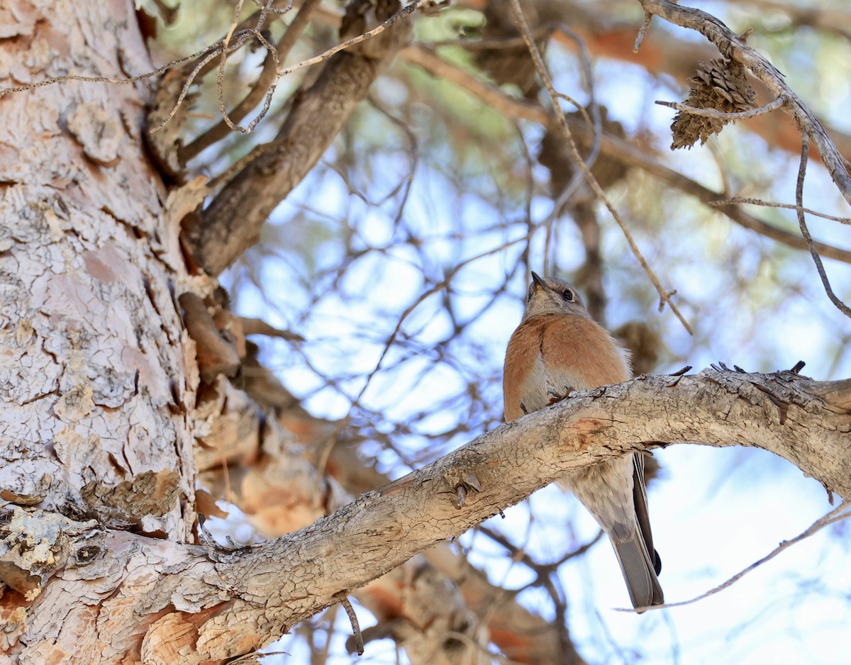 Western Bluebird - ML651990292