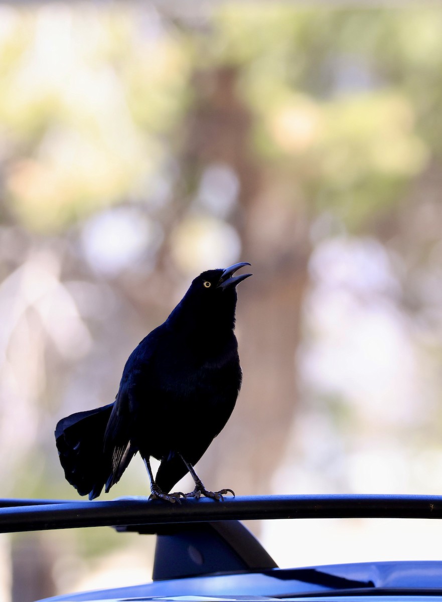 Great-tailed Grackle - ML651990301