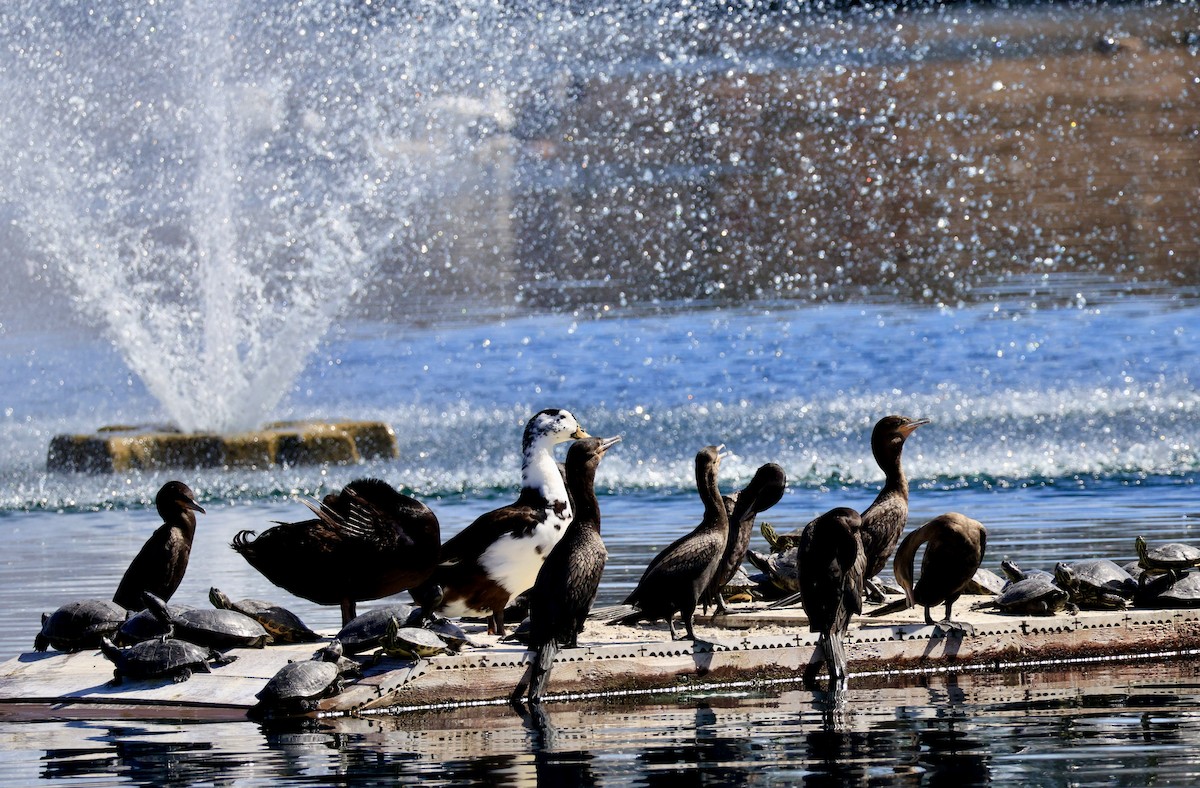 Neotropic Cormorant - ML651990367