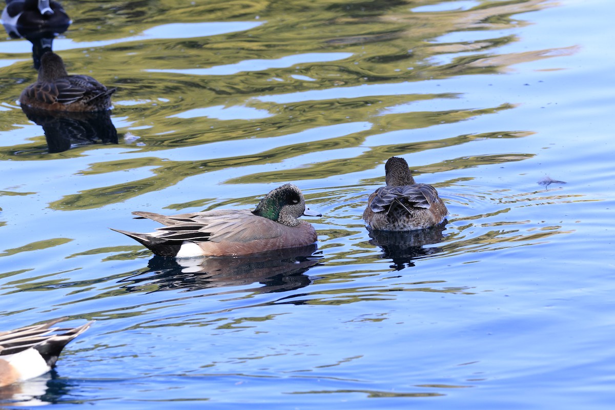 American Wigeon - ML651990395