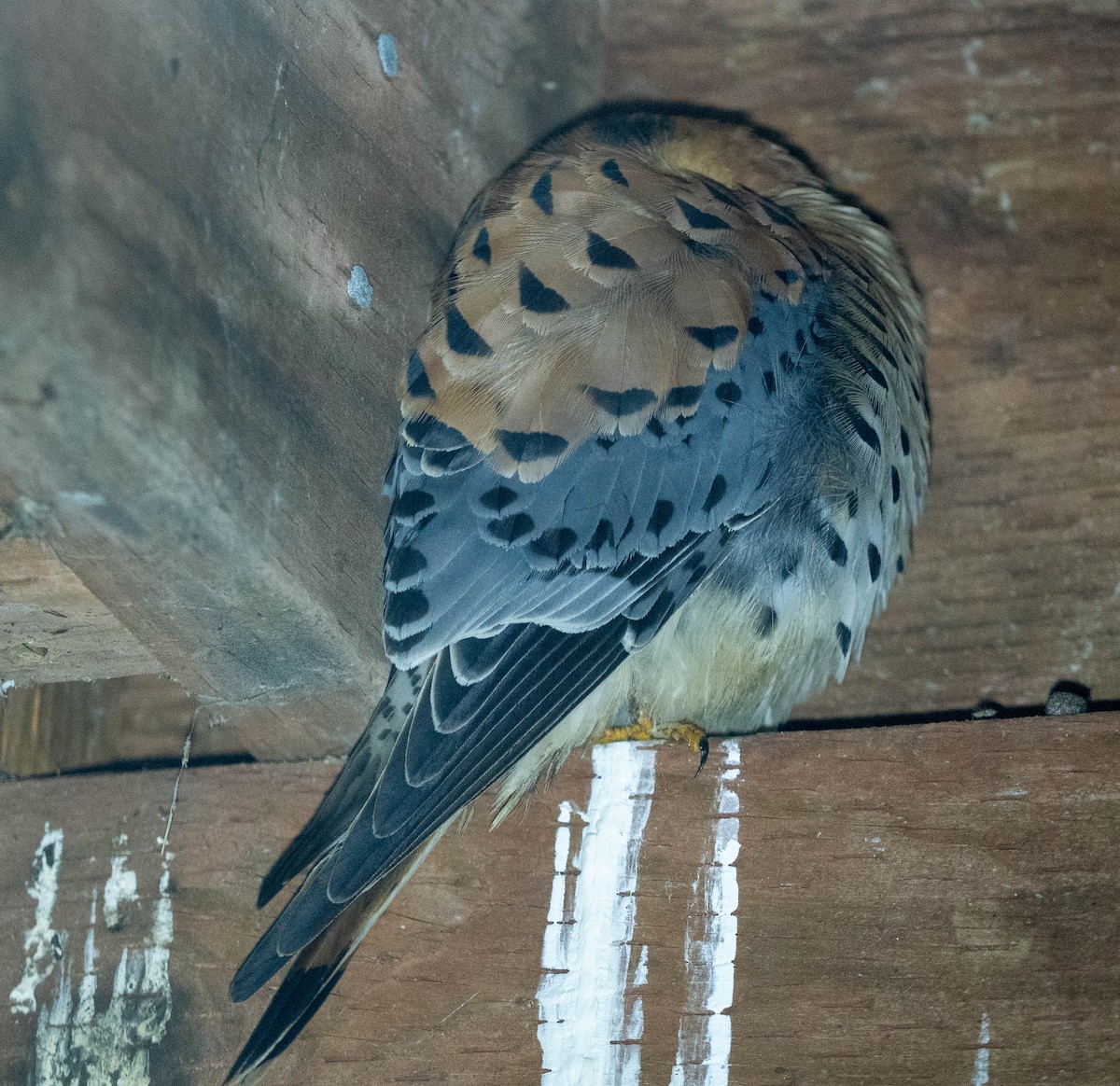 Buntfalke - ML651990403