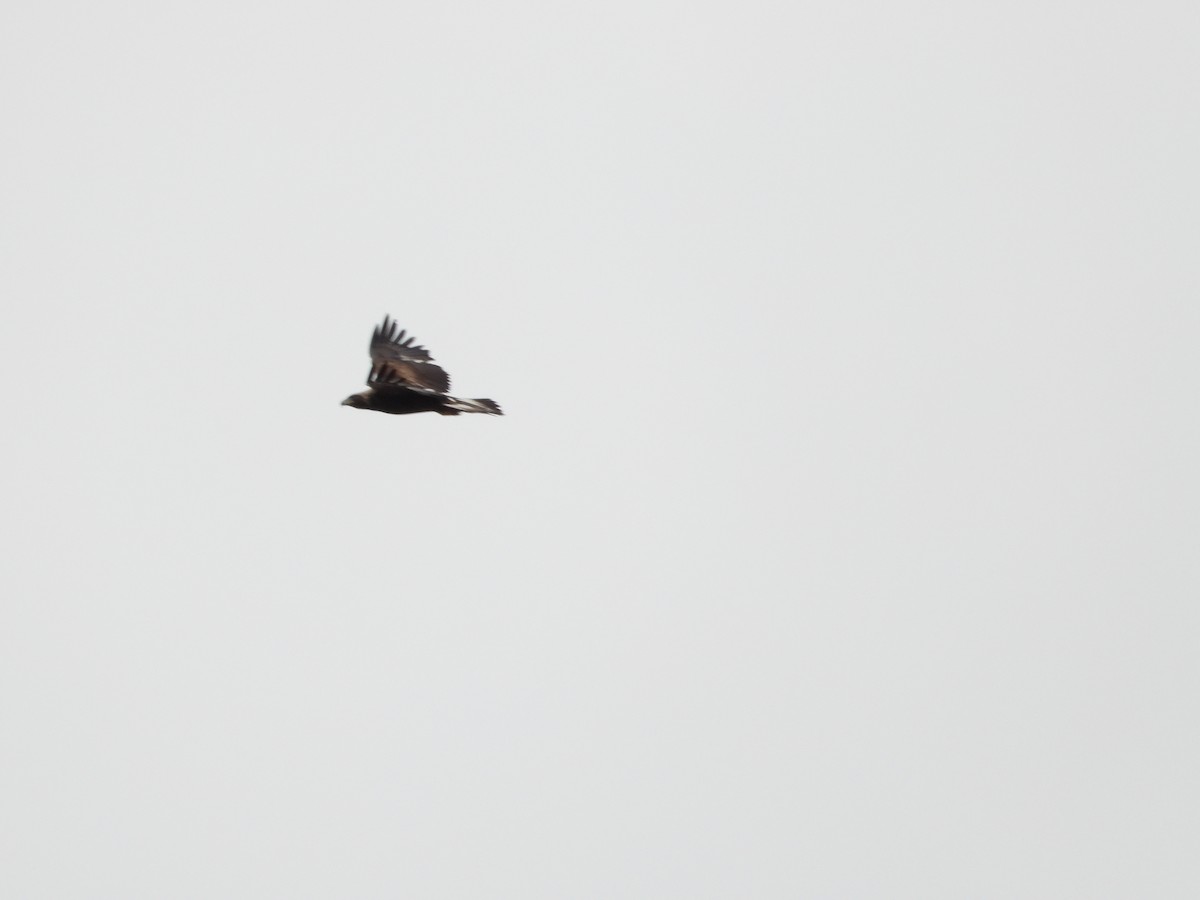 orel skalní - ML651990459