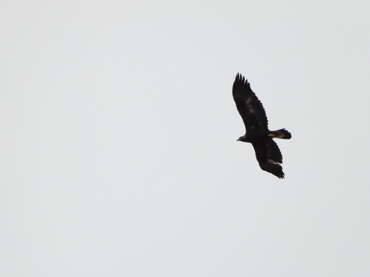 orel skalní - ML651990460