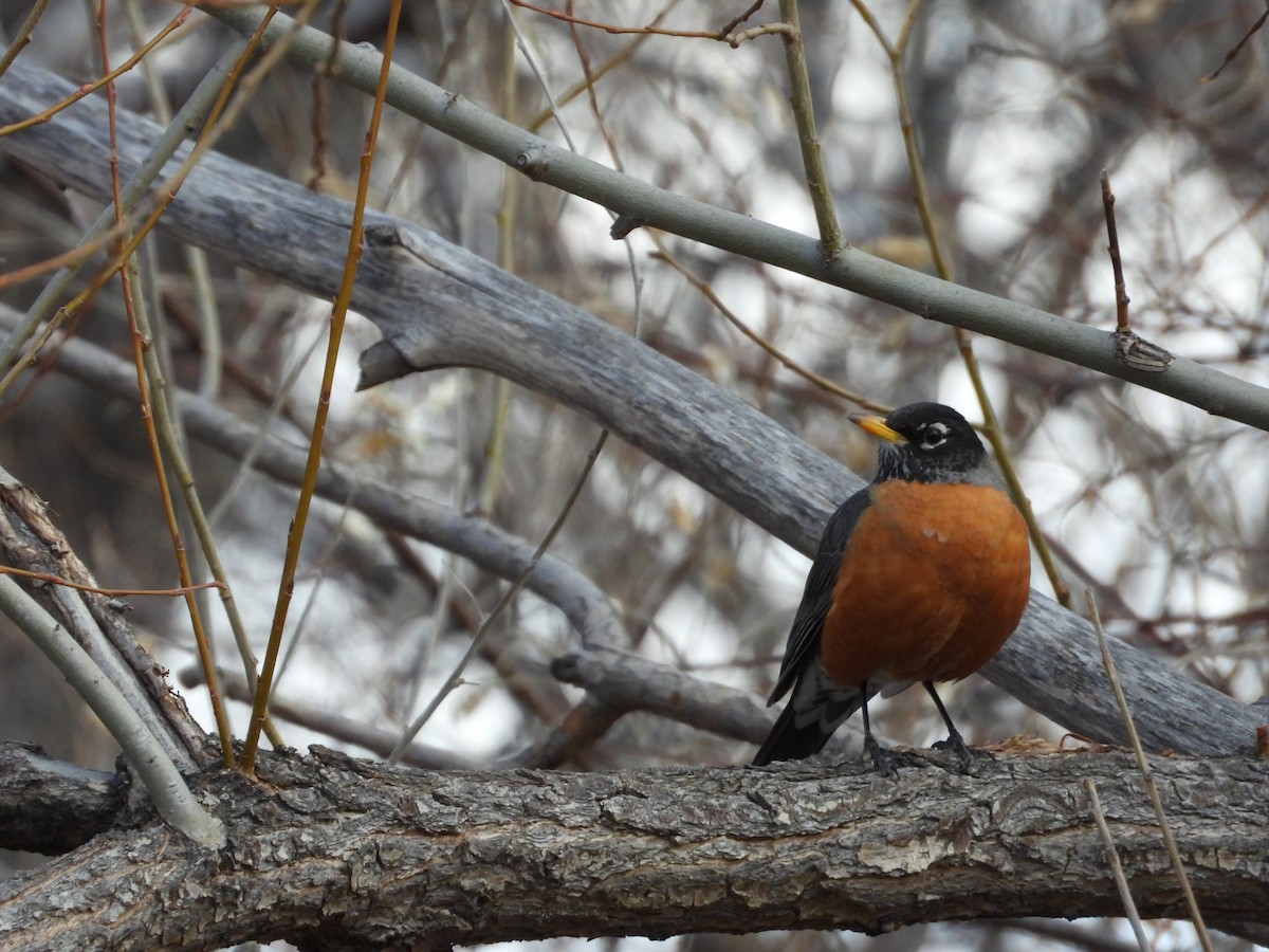 drozd stěhovavý - ML651990549