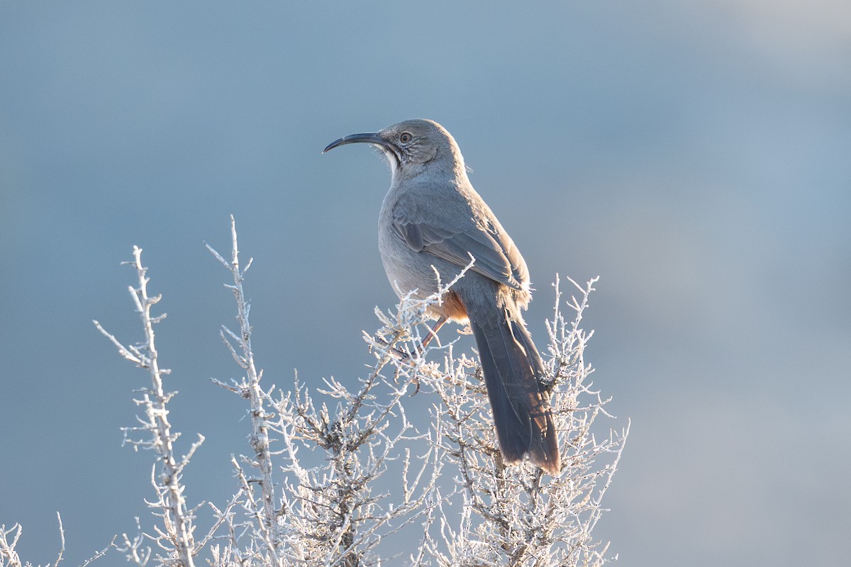 Rotsteiß-Spottdrossel - ML651990606