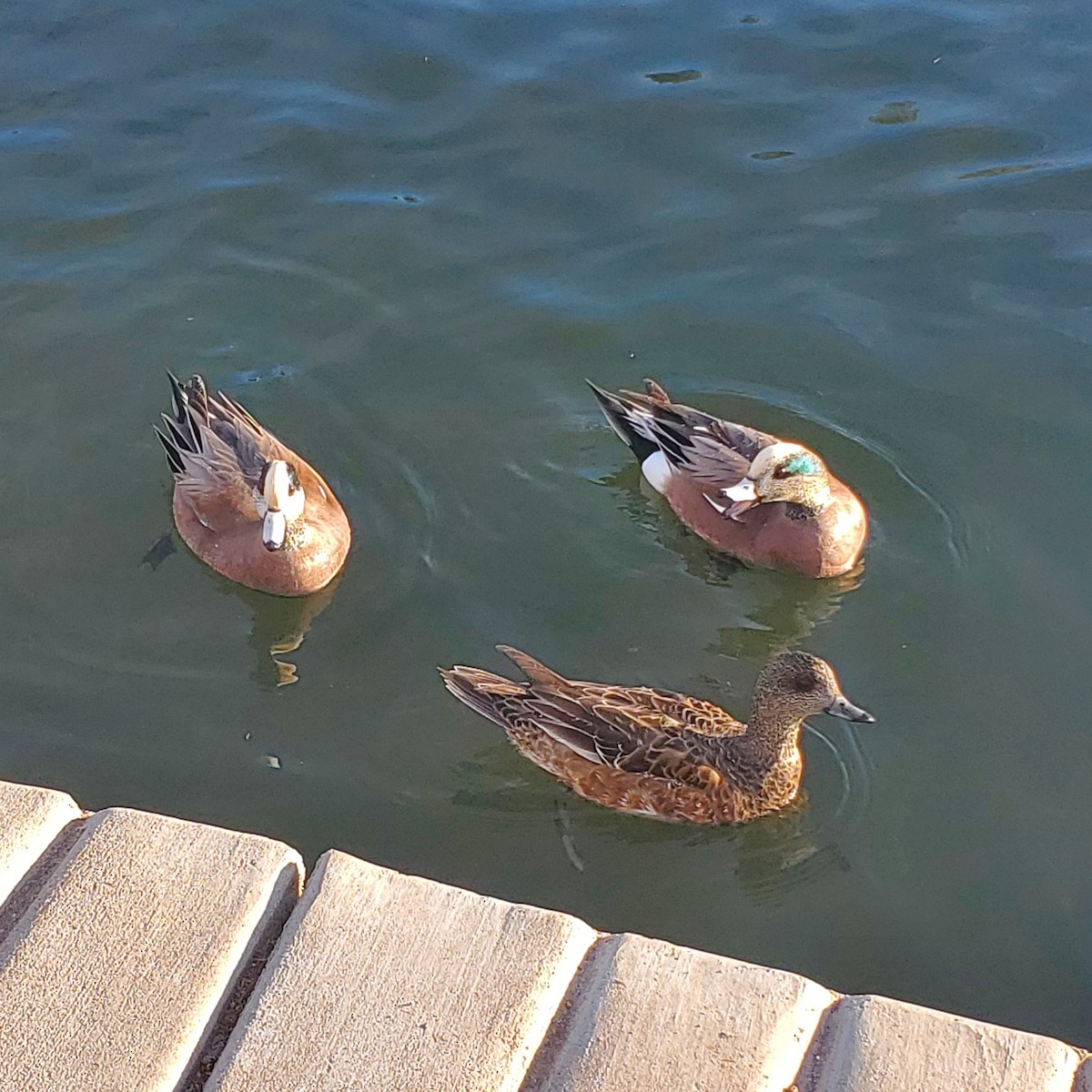 American Wigeon - ML651991040