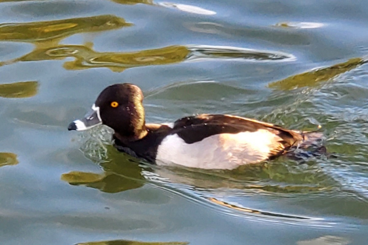 Ring-necked Duck - ML651991046