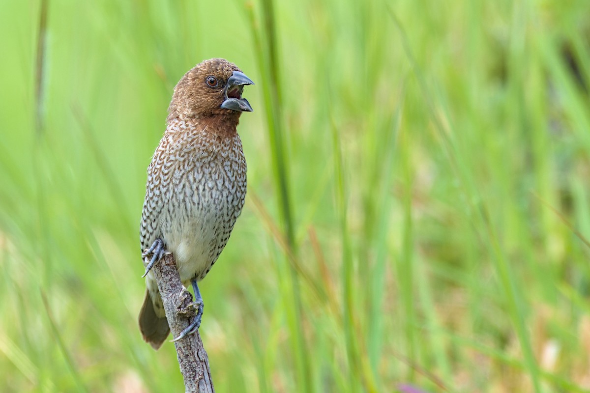 muskatnonne - ML651991091