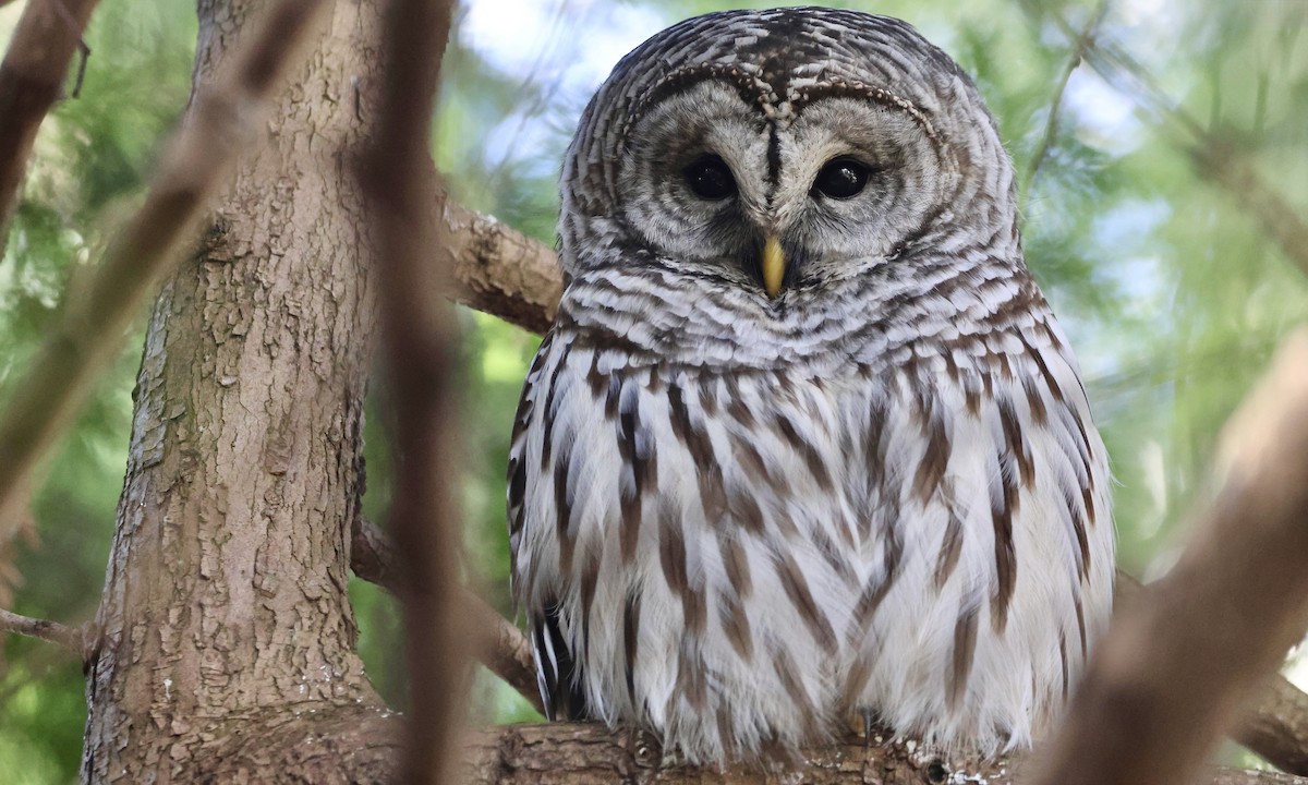 Barred Owl - ML651991165