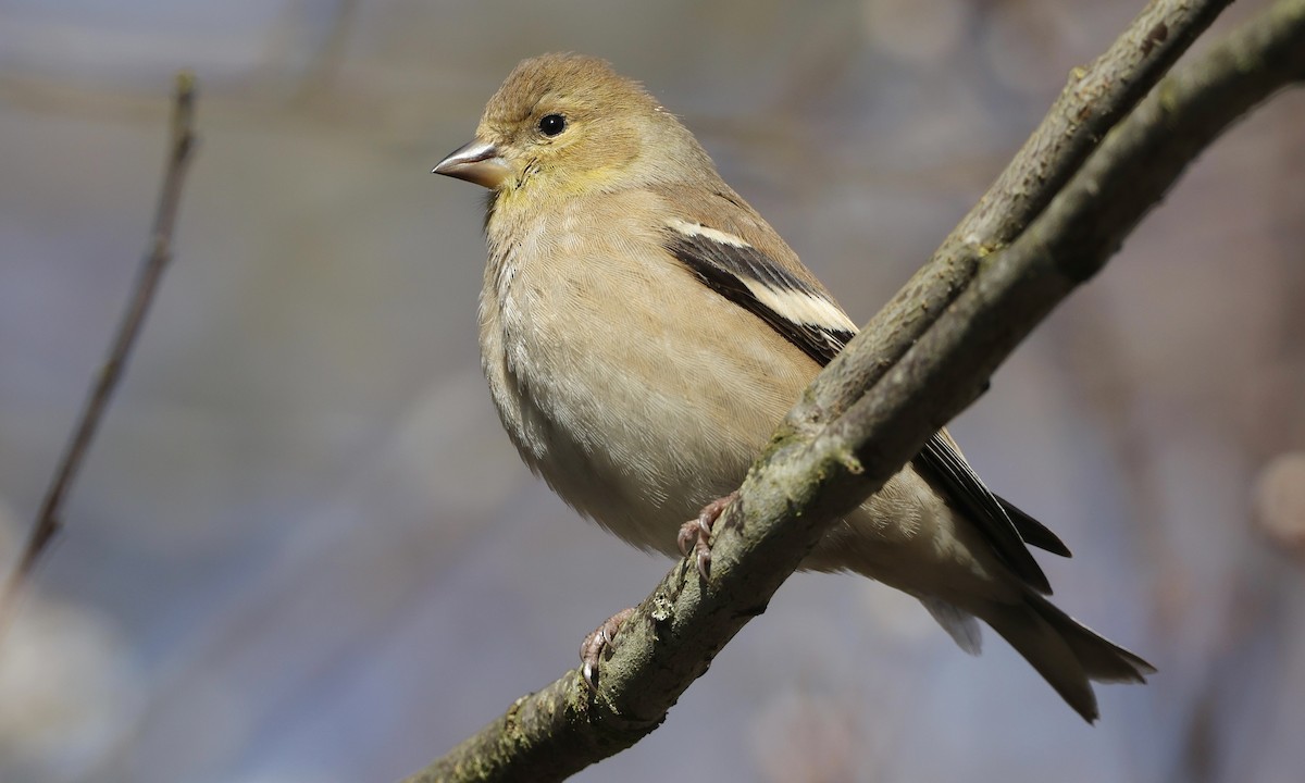 American Goldfinch - ML651991173