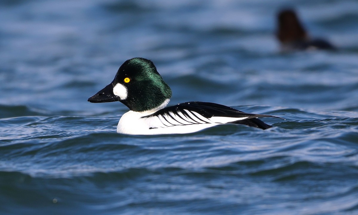 Алаг шунгаач - ML651991190