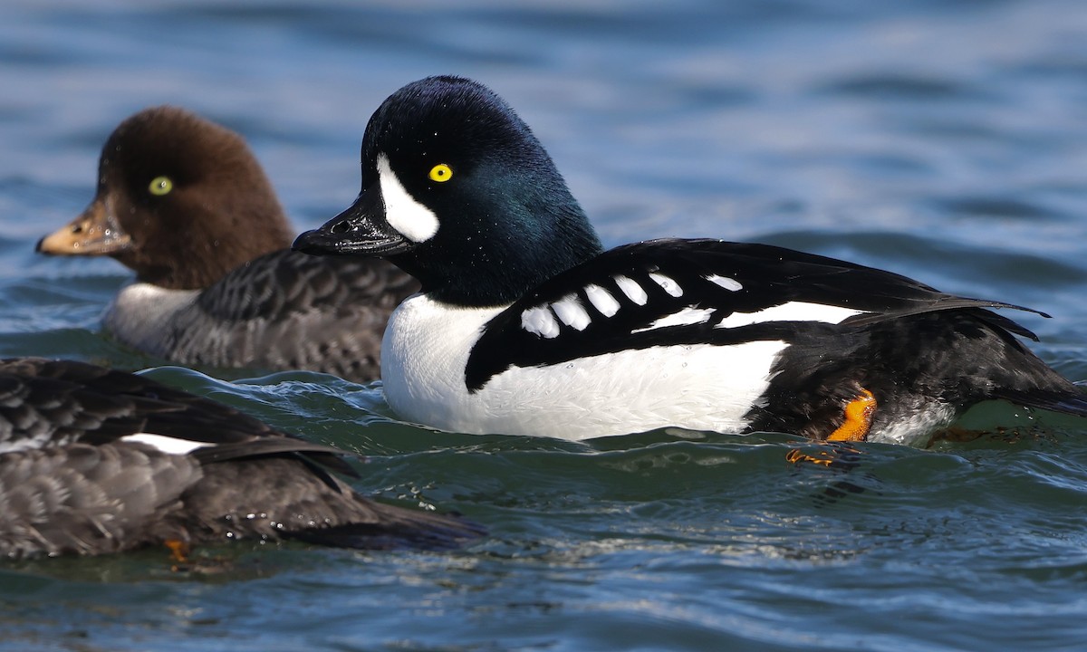 Barrow's Goldeneye - ML651991195