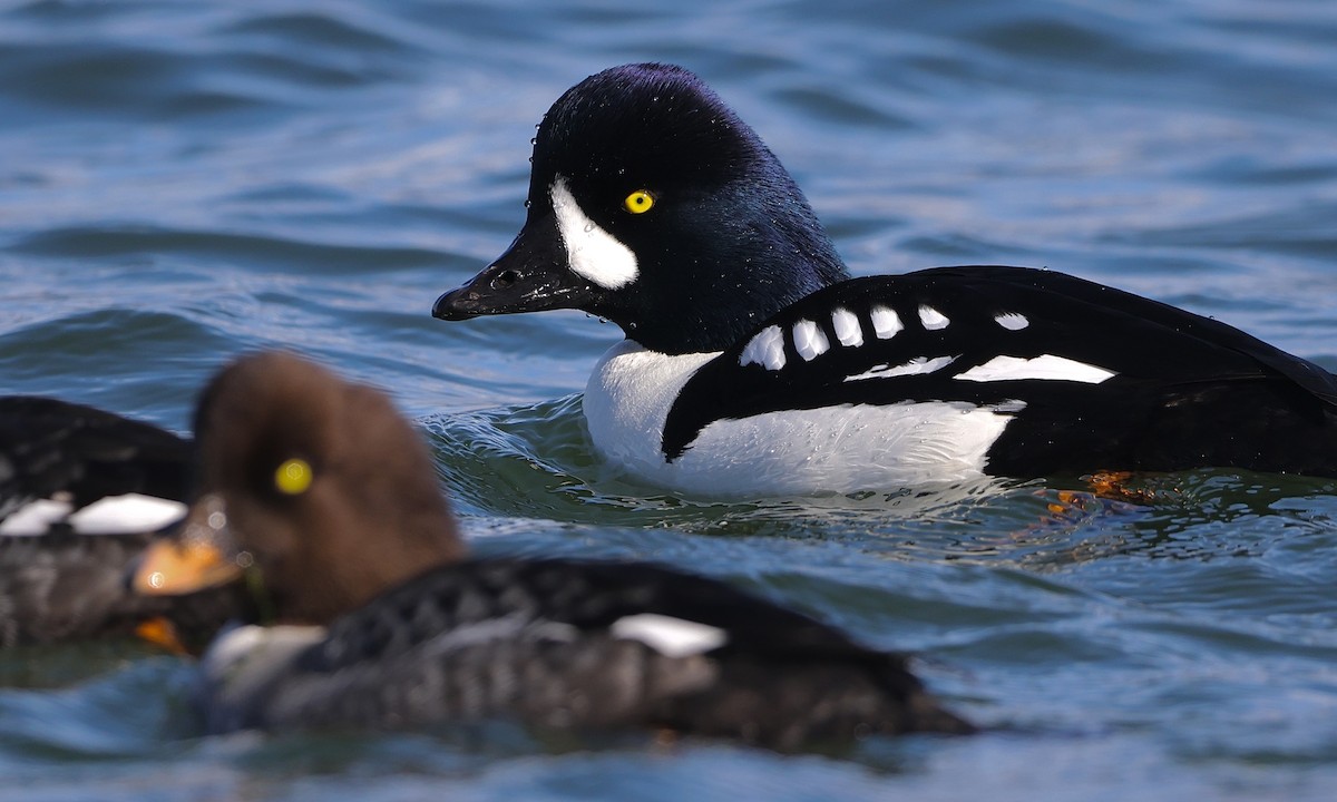 Barrow's Goldeneye - ML651991196