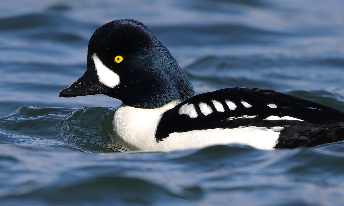 Barrow's Goldeneye - ML651991197