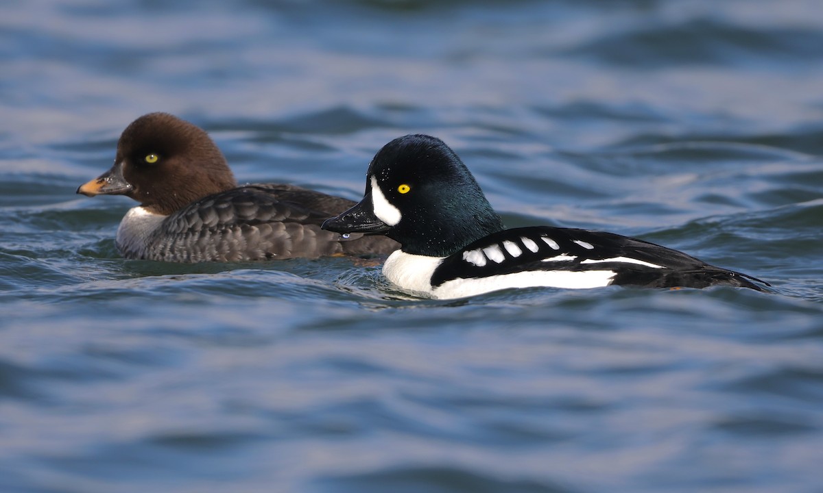 Barrow's Goldeneye - ML651991198